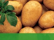 BCS_Algeria_ProgramTreatment_Pomme-de-terre.pdf